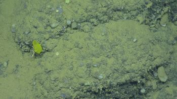Media type: image;   Invertebrate Zoology 153114 Description: live specimen;